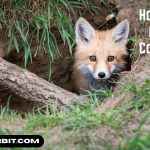 How to Get Rid of a Coyote Den