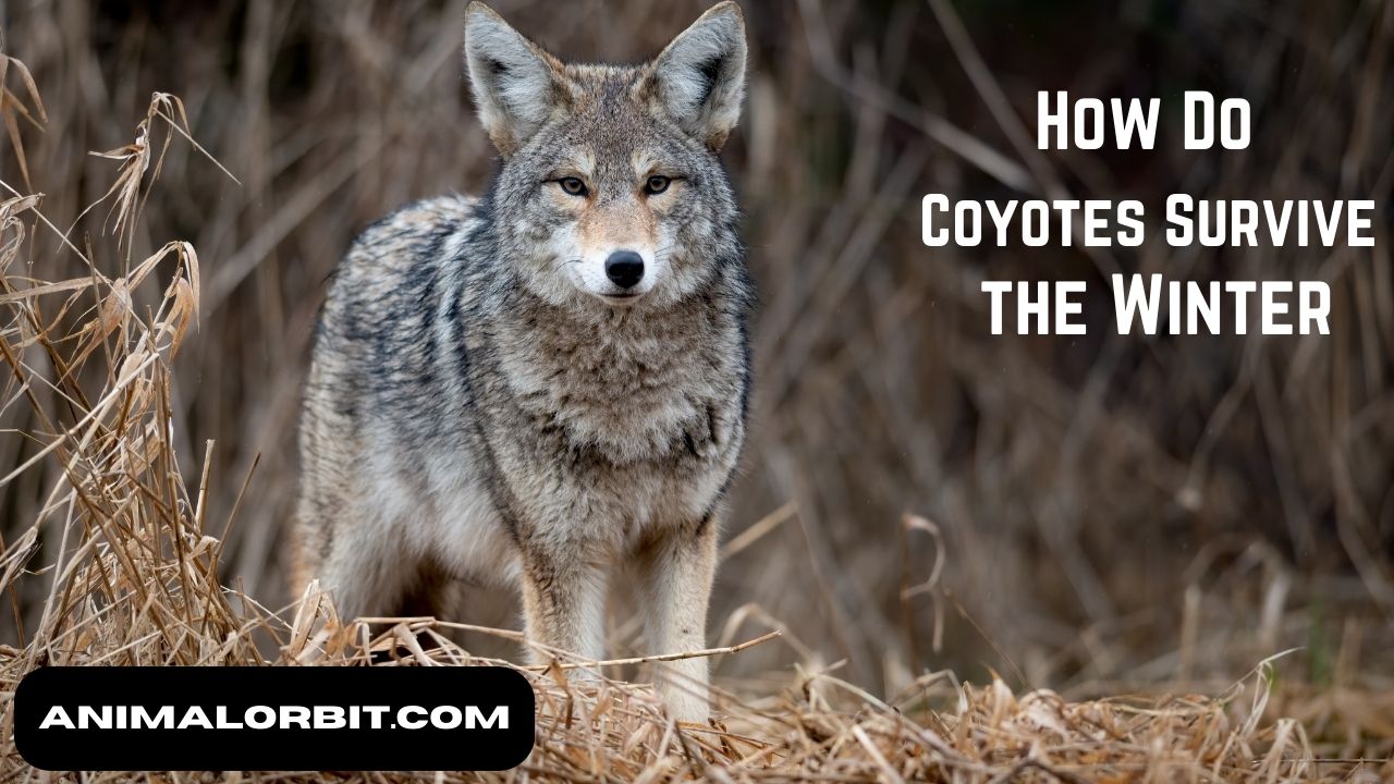 how do coyotes survive the winter