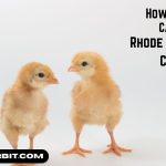 How to Take Care of Rhode Island Red Chicks