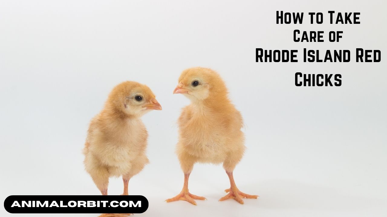 How to Take Care of Rhode Island Red Chicks