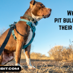 Why Do Pit Bulls Attack Their Owners