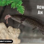 How to Feed An Axolotl