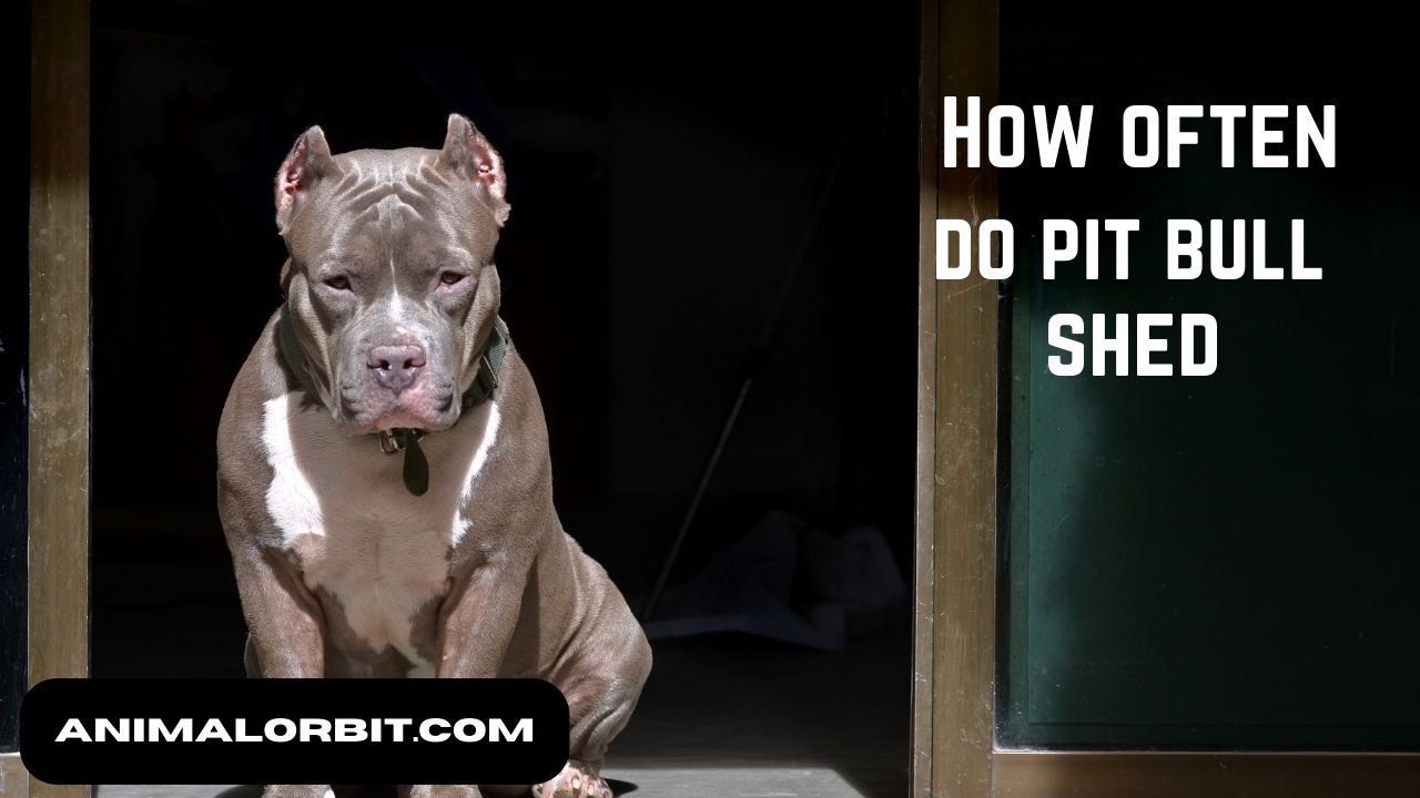 How Often Do Pit Bulls Shed
