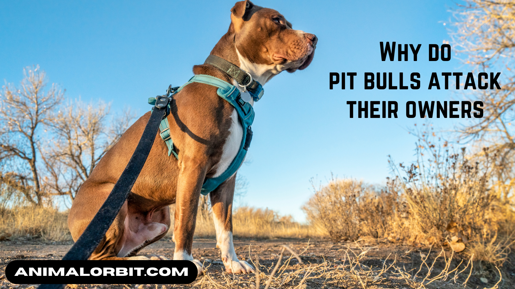 Why Do Pit Bulls Attack Their Owners