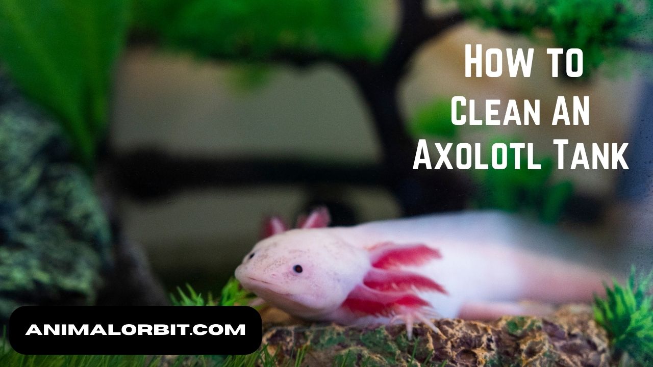 How to clean Axolotl Tank